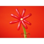 MACAROCKfN LIVE-1 y񐶎YՁz(2DVD)